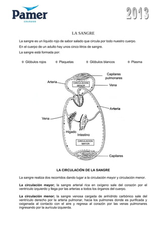 LA SANGRE
La sangre es un líquido rojo de sabor salado que circula por todo nuestro cuerpo.
En el cuerpo de un adulto hay unos cinco litros de sangre.
La sangre está formada por:
θ Glóbulos rojos θ Plaquetas θ Glóbulos blancos θ Plasma
LA CIRCULACIÓN DE LA SANGRE
La sangre realiza dos recorridos dando lugar a la circulación mayor y circulación menor.
La circulación mayor; la sangre arterial rica en oxígeno sale del corazón por el
ventrículo izquierdo y llega por las arterias a todos los órganos del cuerpo.
La circulación menor; la sangre venosa cargada de anhídrido carbónico sale del
ventrículo derecho por la arteria pulmonar, hacia los pulmones donde es purificada y
oxigenada al contacto con el aire y regresa al corazón por las venas pulmonares
ingresando por la aurícula izquierda.
 