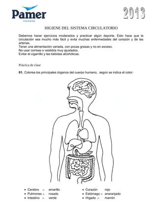 HIGIENE DEL SISTEMA CIRCULATORIO
Debemos hacer ejercicios moderados y practicar algún deporte. Esto hace que la
circulación sea mucho más fácil y evita muchas enfermedades del corazón y de las
arterias.
Tener una alimentación variada, con pocas grasas y no en exceso.
No usar correas o vestidos muy ajustados.
Evitar el cigarrillo y las bebidas alcohólicas.
Práctica de clase
01. Colorea los principales órganos del cuerpo humano, según se indica el color:
• Cerebro ∧ amarillo • Corazón rojo
• Pulmones ∧ rosado • Estómago ∧ anaranjado
• Intestino ∧ verde • Hígado ∧ marrón
 