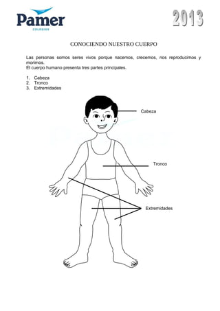 CONOCIENDO NUESTRO CUERPO
Las personas somos seres vivos porque nacemos, crecemos, nos reproducimos y
morimos.
El cuerpo humano presenta tres partes principales.
1. Cabeza
2. Tronco
3. Extremidades
Cabeza
Tronco
Extremidades
 