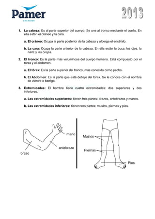 1. La cabeza: Es al parte superior del cuerpo. Se une al tronco mediante el cuello. En
ella están el cráneo y la cara.
a. El cráneo: Ocupa la parte posterior de la cabeza y alberga el encéfalo.
b. La cara: Ocupa la parte anterior de la cabeza. En ella están la boca, los ojos, la
nariz y las orejas.
2. El tronco: Es la parte más voluminosa del cuerpo humano. Está compuesto por el
tórax y el abdomen.
a. El tórax: Es la parte superior del tronco, más conocido como pecho.
b. El Abdomen: Es la parte que está debajo del tórax. Se le conoce con el nombre
de vientre o barriga.
3. Extremidades: El hombre tiene cuatro extremidades: dos superiores y dos
inferiores.
a. Las extremidades superiores: tienen tres partes: brazos, antebrazos y manos.
b. Las extremidades inferiores: tienen tres partes: muslos, piernas y pies.
Pies
brazo
antebrazo
mano
Piernas
Muslos
 