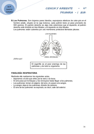 CIENCIA Y AMBIENTE – 4º
PRIMARIA - I BIM.
34
I.E.P.
SANTO
TORIBIO
B. Los Pulmones. Son órganos pares blandos, esponjosos e...