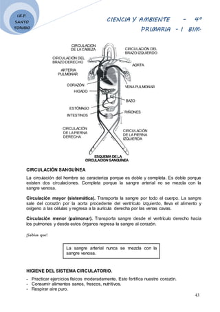 CIENCIA Y AMBIENTE – 4º
PRIMARIA - I BIM.
43
I.E.P.
SANTO
TORIBIO
CIRCULACION
DE LACABEZA
CIRCULACIÓN DEL
BRAZO DERECHO
AR...
