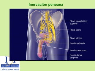 Inervación peneana Plexo hipogástrico superior Plexo sacro Plexo pélvico Nervio pudendo Nervio cavernoso Nervio dorsal del pene 