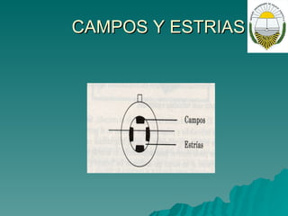 CAMPOS Y ESTRIAS 