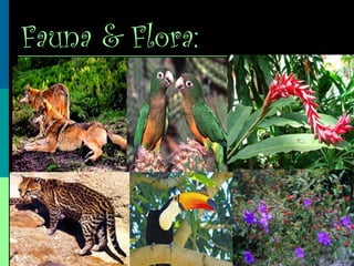 Fauna & Flora:
 