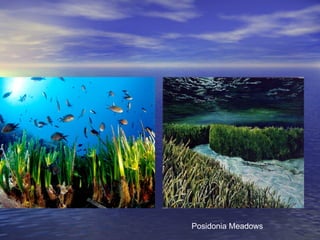 Posidonia Meadows
 