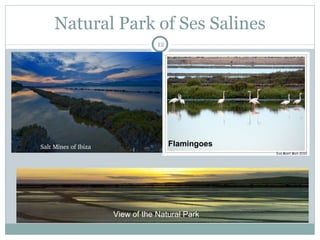 12
Natural Park of Ses Salines
Salt Mines of Ibiza
View of the Natural Park
Flamingoes
 