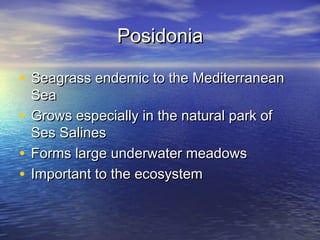 PosidoniaPosidonia
• Seagrass endemic to the MediterraneanSeagrass endemic to the Mediterranean
SeaSea
• Grows especially in the natural park ofGrows especially in the natural park of
Ses SalinesSes Salines
• Forms large underwater meadowsForms large underwater meadows
• Important to the ecosystemImportant to the ecosystem
 