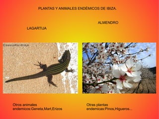 PLANTAS Y ANIMALES ENDÉMICOS DE IBIZA. LAGARTIJA Otros animales endemicos:Geneta,Mart,Erizos ALMENDRO Otras plantas endemicas:Pinos,Higueros... 