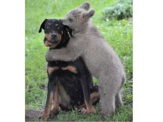 IB Learner Profile: 
Caring 
 