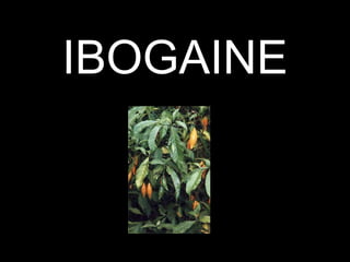 IBOGAINE
 