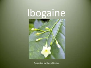 Ibogaine Presented by Rachel Jordan 