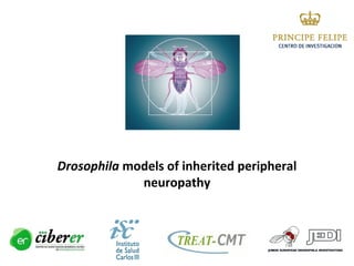 Drosophila models of inherited peripheral
neuropathy
 