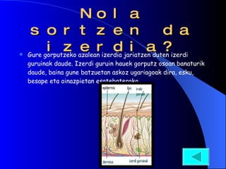 Nola sortzen da izerdia? Gure gorputzeko azalean izerdia jariatzen duten izerdi guruinak daude. Izerdi guruin hauek gorputz osoan banaturik daude, baina gune batzuetan askoz ugariagoak dira, esku, besape eta oinazpietan esatebaterako.  