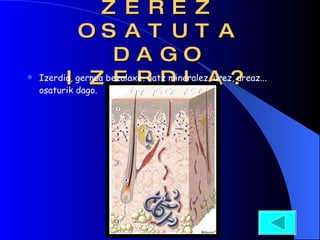 ZEREZ OSATUTA DAGO IZERDIA? Izerdia, gernua bezalaxe, gatz mineralez, urez, ureaz... osaturik dago. 