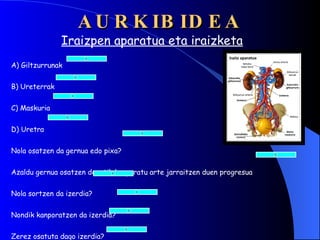 AURKIBIDEA Iraizpen aparatua eta iraizketa A) Giltzurrunak B) Ureterrak C) Maskuria D) Uretra Nola osatzen da gernua edo pixa? Azaldu gernua osatzen denetik kanporatu arte jarraitzen duen progresua Nola sortzen da izerdia? Nondik kanporatzen da izerdia? Zerez osatuta dago izerdia? Zein da izerdiaren funtzioa? 