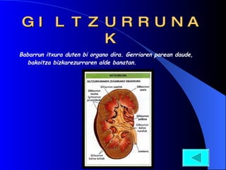 GILTZURRUNAK Babarrun itxura duten bi organo dira. Gerriaren parean daude, bakoitza bizkarezurraren alde banatan. 