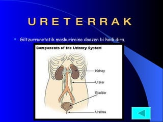 URETERRAK Giltzurrunetatik maskuriraino doazen bi hodi dira. 