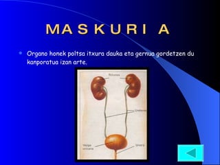 MASKURIA Organo honek poltsa itxura dauka eta gernua gordetzen du kanporatua izan arte.  
