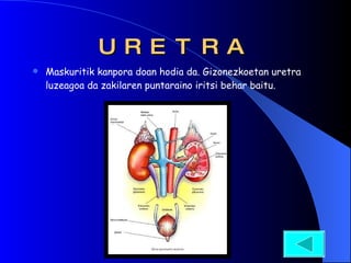 URETRA Maskuritik kanpora doan hodia da. Gizonezkoetan uretra luzeagoa da zakilaren puntaraino iritsi behar baitu.  