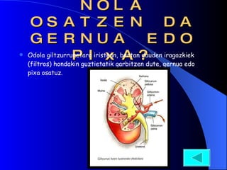 NOLA OSATZEN DA GERNUA EDO PIxA? Odola giltzurrunetara iristean, bertan dauden iragazkiek (filtros) hondakin guztietatik garbitzen dute, gernua edo pixa osatuz.  
