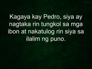Kagaya kay Pedro, siya ay
nagtaka rin tungkol sa mga
ibon at nakatulog rin siya sa
ilalim ng puno.
 