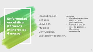 ◦ Incoordinación
◦ Ceguera
◦ Salivación
◦ Mugidos
◦ Convulsiones.
◦ Excitación y depresión.
Enfermedad
encefálica.
(terneros
menores de
6 meses)
7
Abortos
• (Desde una semana
hasta 90 días
postinfección)
• Común al 6º u 8º
mes de gestación.
• Retención
placentaria.
 