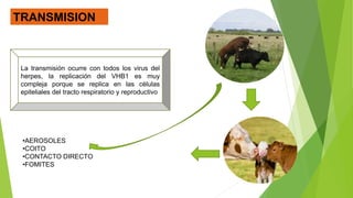 TRANSMISION
La transmisión ocurre con todos los virus del
herpes, la replicación del VHB1 es muy
compleja porque se replica en las células
epiteliales del tracto respiratorio y reproductivo
•AEROSOLES
•COITO
•CONTACTO DIRECTO
•FOMITES