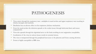 PATHOGENESIS
• Virus enters through the respiratory tract , multiplies in nasal cavities and upper respiratory tract resulting in
rhinitis, laryngitis and tracheitis.
• Deciliation has an adverse effect on the respiratory defence mechanism.
• From the nasal cavities the infection spreads to the ocular tissues through lachrymal ducts and causes
conjunctivitis.
• Virus also spreads through the trigeminal nerve to the brain resulting in non suppurative encephalitis.
• Localisation of the virus in various tissues results in systemic lesions.
• The virus is transported through the peripheral leucocytes to the placenta and foetus causing abortion.
• Foetus is highly susceptible to IBR virus.
 