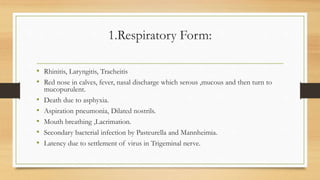 1.Respiratory Form:
• Rhinitis, Laryngitis, Tracheitis
• Red nose in calves, fever, nasal discharge which serous ,mucous and then turn to
mucopurulent.
• Death due to asphyxia.
• Aspiration pneumonia, Dilated nostrils.
• Mouth breathing ,Lacrimation.
• Secondary bacterial infection by Pasteurella and Mannheimia.
• Latency due to settlement of virus in Trigeminal nerve.
 