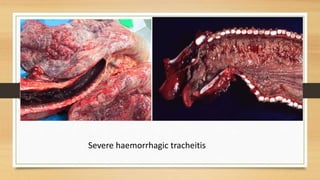 Severe haemorrhagic tracheitis
 