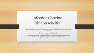 Infectious Bovine
Rhinotracheitis
 Highly contagious infectious viral disease of cattle and buffaloes that affects many
systems.
 It affects younger and old cattle.
 In addition to causing respiratory disease, this virus can cause conjunctivitis,
abortions, encephalitis, and generalized systemic infections.
 