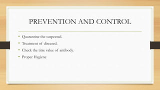 PREVENTION AND CONTROL
• Quarantine the suspected.
• Treatment of diseased.
• Check the titre value of antibody.
• Proper Hygiene
 
