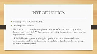 INTRODUCTION
• First reported in Colorado, USA
• Also reported in India
• BR is an acute, contagious respiratory disease of cattle caused by bovine
herpesvirus type 1 (BHV-1), commonly affecting the respiratory tract and the
reproductive system.
• It is highly contagious, resulting in rapid spread of respiratory disease
among cattle in close confinement, particularly in feedlots and when groups
of cattle are transported
 