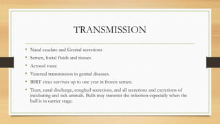 TRANSMISSION
• Nasal exudate and Genital secretions
• Semen, foetal fluids and tissues
• Aerosol route
• Venereal transmission in genital diseases.
• IBRT virus survives up to one year in frozen semen.
• Tears, nasal discharge, coughed secretions, and all secretions and excretions of
incubating and sick animals. Bulls may transmit the infection-especially when the
bull is in carrier stage.
 