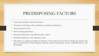 PREDISPOSING FACTORS
• Anti body deficient cularsi fed calves.
• Treatment with drugs that contribute to immuno-deficiency.
• Transportation stress
• Stress during parturition.
• Parasitic infestations. Eg. Dictyocaulus cularsi
• Nutritional defiency. Eg. Selenium, Zinc
• The disease is widely prevalent in all parts of the cattle in the world .In India, the disease has
been recorded from Uttar Pradesh , Kerala,, Gujrat Tamilnadu;, Orissa, AndhraPradesh and
Karnataka
 