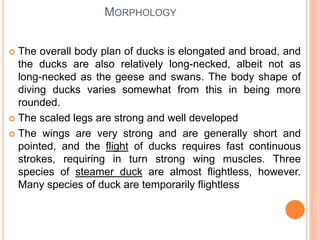 MORPHOLOGY
 The overall body plan of ducks is elongated and broad, and
the ducks are also relatively long-necked, albeit not as
long-necked as the geese and swans. The body shape of
diving ducks varies somewhat from this in being more
rounded.
 The scaled legs are strong and well developed
 The wings are very strong and are generally short and
pointed, and the flight of ducks requires fast continuous
strokes, requiring in turn strong wing muscles. Three
species of steamer duck are almost flightless, however.
Many species of duck are temporarily flightless
 