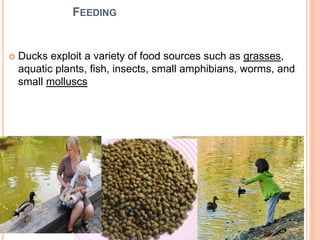 FEEDING
 Ducks exploit a variety of food sources such as grasses,
aquatic plants, fish, insects, small amphibians, worms, and
small molluscs
 