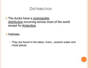 DISTRIBUTION
 The ducks have a cosmopolita
distribution occurring across most of the world
except for Antarctica.
 Habitate
 They are found in the lakes, rivers ,,oceanic water and
moist places
 