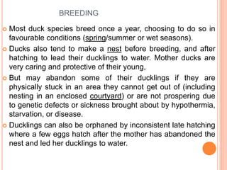 BREEDING
 Most duck species breed once a year, choosing to do so in
favourable conditions (spring/summer or wet seasons).
 Ducks also tend to make a nest before breeding, and after
hatching to lead their ducklings to water. Mother ducks are
very caring and protective of their young,
 But may abandon some of their ducklings if they are
physically stuck in an area they cannot get out of (including
nesting in an enclosed courtyard) or are not prospering due
to genetic defects or sickness brought about by hypothermia,
starvation, or disease.
 Ducklings can also be orphaned by inconsistent late hatching
where a few eggs hatch after the mother has abandoned the
nest and led her ducklings to water.
 