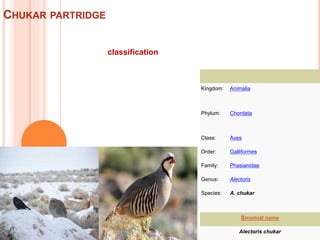 CHUKAR PARTRIDGE
classification
Kingdom: Animalia
Phylum: Chordata
Class: Aves
Order: Galliformes
Family: Phasianidae
Genus: Alectoris
Species: A. chukar
Binomial name
Alectoris chukar
 
