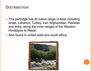 DISTRIBUTION
 This partridge has its native range in Asia, including
Israel, Lebanon, Turkey, Iran, Afghanistan, Pakistan
and India, along the inner ranges of the Western
Himalayas to Nepal.
 Also found in united state ans south africa.
 