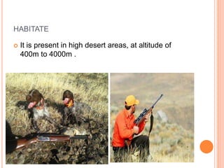 HABITATE
 It is present in high desert areas, at altitude of
400m to 4000m .
 