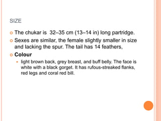SIZE
 The chukar is 32–35 cm (13–14 in) long partridge.
 Sexes are similar, the female slightly smaller in size
and lacking the spur. The tail has 14 feathers,
 Colour
 light brown back, grey breast, and buff belly. The face is
white with a black gorget. It has rufous-streaked flanks,
red legs and coral red bill.
 