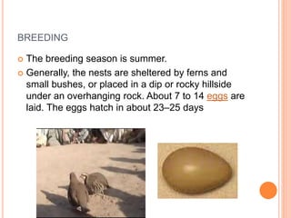 BREEDING
 The breeding season is summer.
 Generally, the nests are sheltered by ferns and
small bushes, or placed in a dip or rocky hillside
under an overhanging rock. About 7 to 14 eggs are
laid. The eggs hatch in about 23–25 days
 