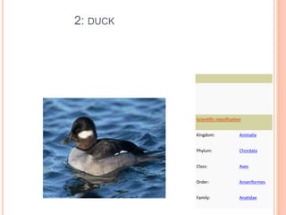 2: DUCK
Scientific classification
Kingdom: Animalia
Phylum: Chordata
Class: Aves
Order: Anseriformes
Family: Anatidae
 