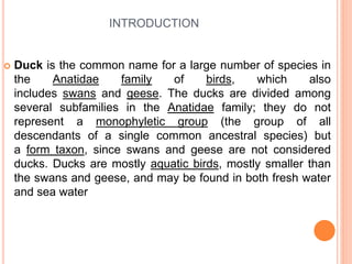 INTRODUCTION
 Duck is the common name for a large number of species in
the Anatidae family of birds, which also
includes swans and geese. The ducks are divided among
several subfamilies in the Anatidae family; they do not
represent a monophyletic group (the group of all
descendants of a single common ancestral species) but
a form taxon, since swans and geese are not considered
ducks. Ducks are mostly aquatic birds, mostly smaller than
the swans and geese, and may be found in both fresh water
and sea water
 