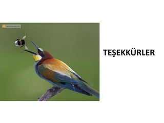 TEŞEKKÜRLER
 