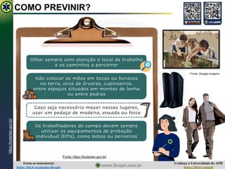 Conheça a Universidade do APH
https://bit.ly/uniaph
Torne-se instrutor(a)
https://bit.ly/academia-ibraph
Olhar sempre com atenção o local de trabalho
e os caminhos a percorrer
Não colocar as mãos em tocas ou buracos
na terra, ocos de árvores, cupinzeiros,
entre espaços situados em montes de lenha
ou entre pedras
Caso seja necessário mexer nesses lugares,
usar um pedaço de madeira, enxada ou foice
Os trabalhadores do campo devem sempre
utilizar os equipamentos de proteção
individual (EPIs), como botas ou perneiras
COMO PREVINIR?
https://butantan.gov.br/
Fonte: https://butantan.gov.br/
Fonte: Google imagens
 