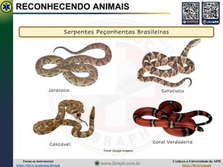 Conheça a Universidade do APH
https://bit.ly/uniaph
Torne-se instrutor(a)
https://bit.ly/academia-ibraph
RECONHECENDO ANIMAIS
Serpentes Peçonhentas Brasileiras
Fonte: Google imagens
Jararaca
Cascavel
Surucucu
Coral Verdadeira
 